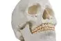 Modello di cranio in 3 parti Erler Zimmer R4500