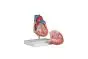 Modello di cuore a grandezza naturale in 2 parti Erler Zimmer G210