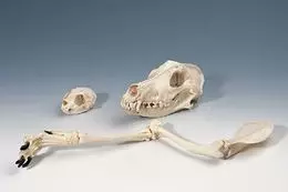 Cranio di Cane T30021-2