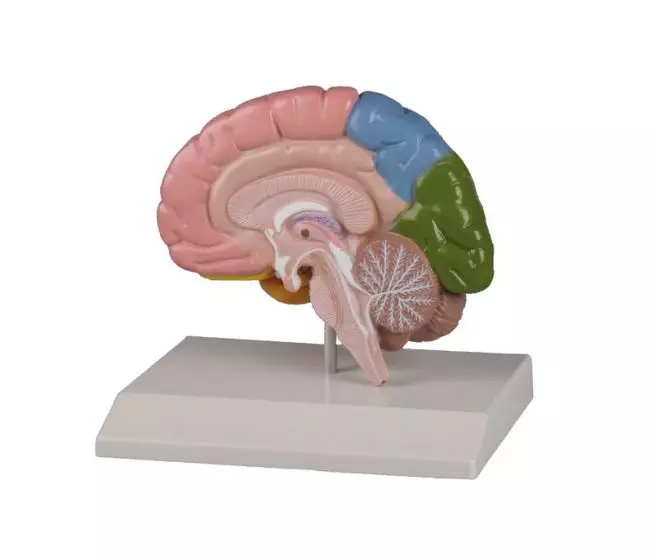 Sezione destra del cervello umano con rappresentazione della corteccia cerebrale Erler Zimmer C221
