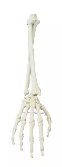 Modello di scheletro della mano e dell'avanbraccio Erler Zimmer