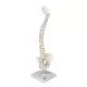 Mini colonna vertebrale, elastica A18/20