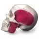 BONElike Cranio - cranio combinato (trasparente + osseo), in 8 parti A282