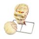 Cranio neurovascolare W19018