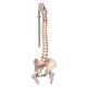 Colonna vertebrale flessibile classica, con tronchi del femore A58/2