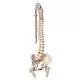 Colonna vertebrale flessibile classica, con tronchi del femore A58/2