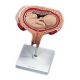 Modello di feto umano al 5. mese in posizione di traverso L10/6