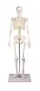 Mini scheletro Tom 3032 Erler Zimmer