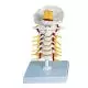 Modello di Colonna vertebrale cervicale A72