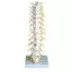 Colonna vertebrale toracica A73