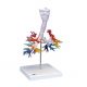 CT dell'albero bronchiale con laringe G23