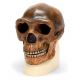 Modello di cranio antropologico di Sinantropo,  VP750 / 1