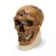 Modello di cranio antropologico - La Chapelle-aux-Saints VP751/1