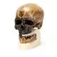 Modello di cranio antropologico - Cro-Magnon VP752/1