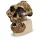 Cranio antropologico - KNM-ER 406, Omo L. 7a-125 VP755/1