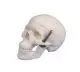 Modello del cranio in miniatura 3 parti 4650/1 Erler Zimmer