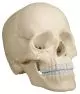 Cranio articolato - Versione anatomica in 22 parti R4701 Erler Zimmer