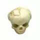 Modello di cranio feto di 17 settimane 4767 Erler Zimmer