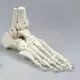 Modello di scheletro del piede con inizio tibia, perone, numerati 6054 Erler Zimmer
