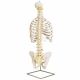 Colonna vertebrale flessibile classica, con cassa toracica A56