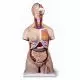 Torso femminile, modello di lusso, in 20 parti B08