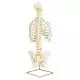 Colonne vertebrale classica flessibile con thorace