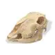 Cranio di pecora (Ovis aries) T30018