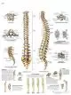 Tavola anatomica La colonna vertebrale, Anatomia e patologie VR2152UU 3B Scientific