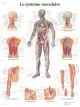 Tavola anatomica, Il sistema vascolare VR2353UU 3B Scientific