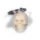 Portachiavi,  Cranio W40001