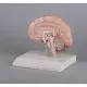 Sezione destra del cervello umano Erler Zimmer C215