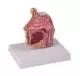 Modello anatomico di naso con seni paranasali C80 Erler Zimmer