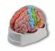 Modello del cervello, in 5 parti, con rappresentazione della corteccia cerebrale Erler Zimmer C222