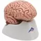 Cervello, modello classico, in 5 parti C18