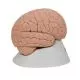Cervello, modello conveniente, in 2 parti C15/1