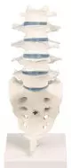 Modello di Colonna vertebrale lombare Erler Zimmer 4036