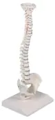 Colonna vertebrale elastica in miniatura Erler Zimmer 4001