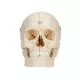 BONElike Cranio - cranio osseo, in 6 parti A281