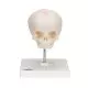 Cranio di feto, su cavalletto A26