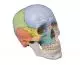 Modello di cranio didattico in 3 parti Erler Zimmer 4508