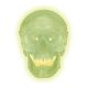 Cranio fluorescente A20/N