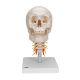 Cranio, modello classico, con vertebre cervicali, in 4 parti A20/1