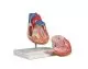 Modello anatomico cuore in 2 parti con sistema di conduzione G207 Erler Zimmer 