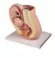 Modello anatomico del bacino con feto di 32 settimane L220 Erler Zimmer