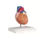 Modello anatomico di cuore in 2 parti Mediprem