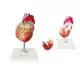 Modello anatomico di cuore Mediprem