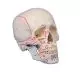 Modello del cranio in 3 parti, con marcaggio muscolare Erler Zimmer 4509