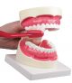 Modello di igiene dentale ingrandito 1,5 volte Erler Zimmer D217