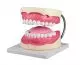 Modello di igiene dentale ingrandito 3 volte Erler Zimmer D216