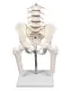Modello anatomico di colonna vertebrale lombare con bacino e tronchi dei femori su base 4045 Erler Zimmer
